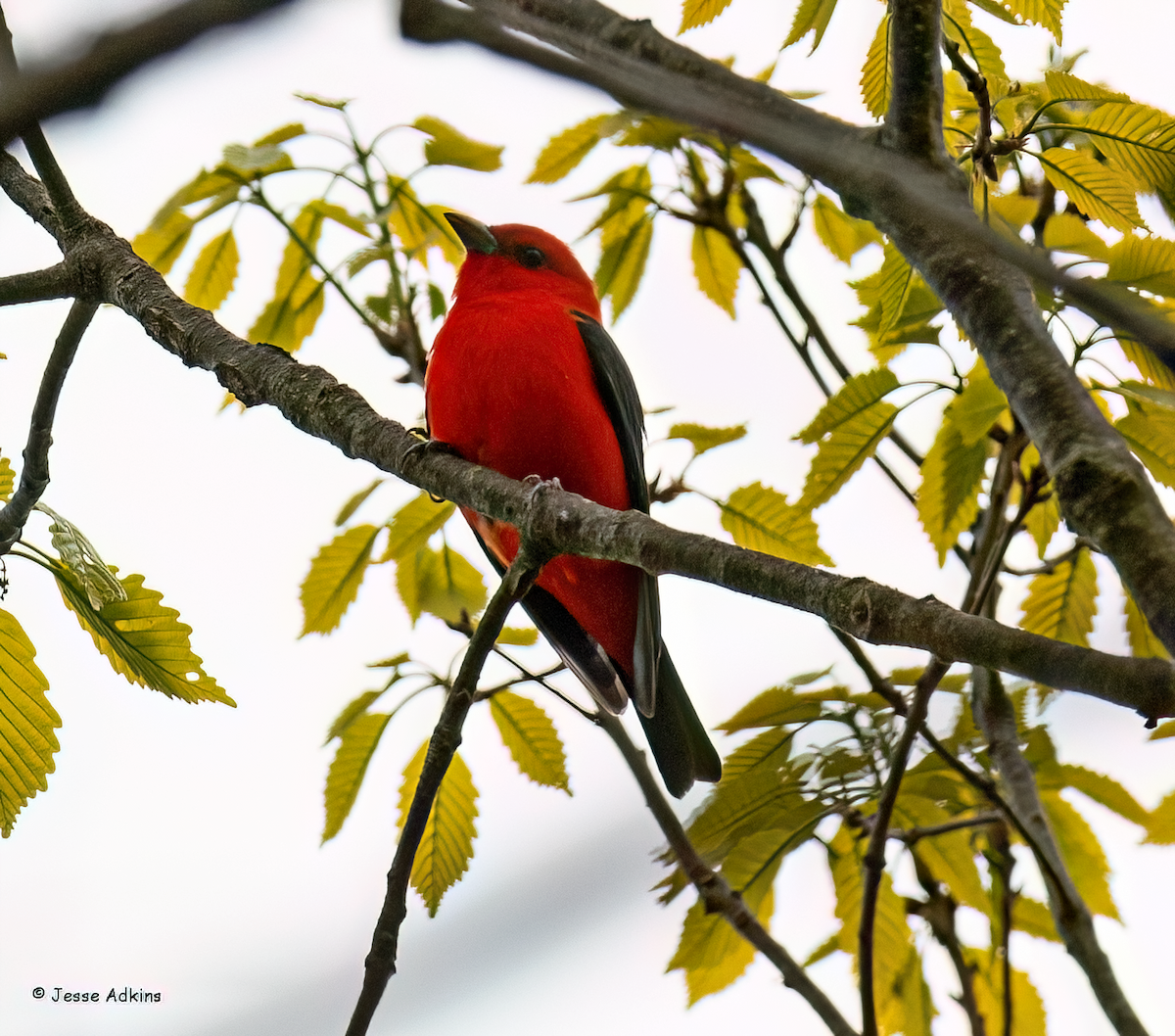 Scarlet Tanager - ML618024003