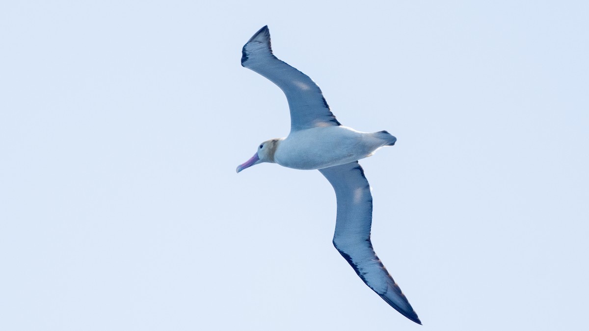 Short-tailed Albatross - ML618024005