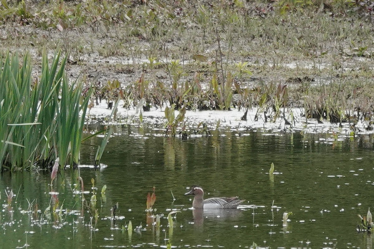 Garganey - Roly Pitts