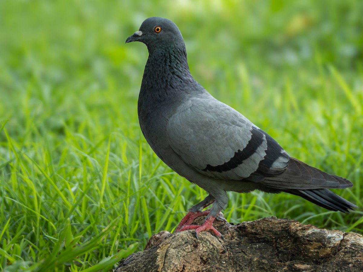 Rock Pigeon (Feral Pigeon) - ML618024025