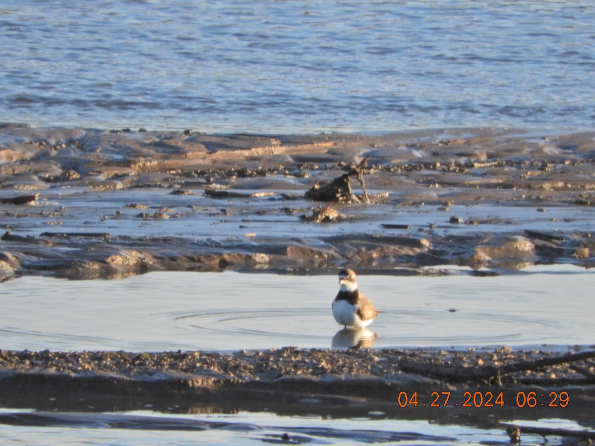 Semipalmated Plover - ML618024049
