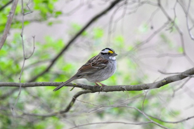 White-throated Sparrow - Doug Daniels