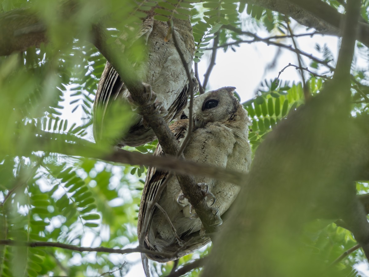 Asian Barred Owlet - Nuttapong Jomjan