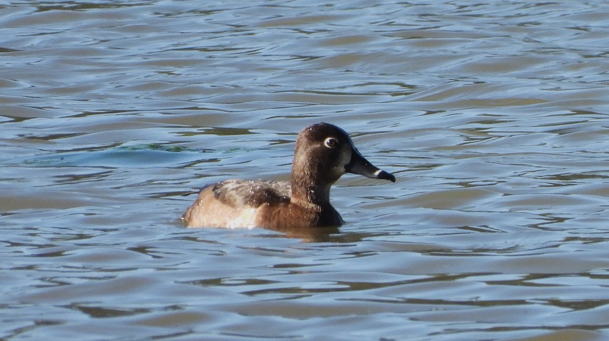 Ring-necked Duck - ML618024086