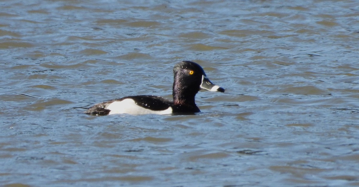 Ring-necked Duck - ML618024088