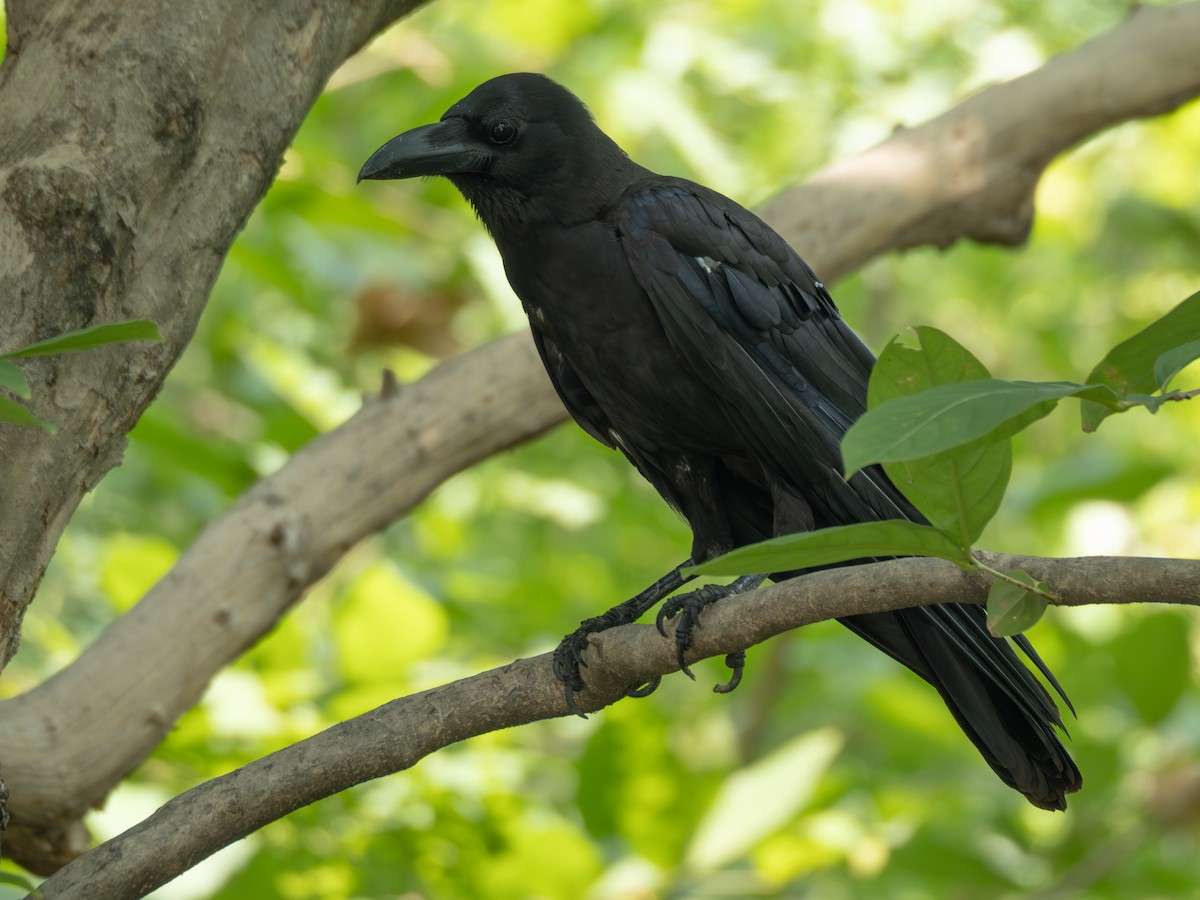Large-billed Crow - Nuttapong Jomjan