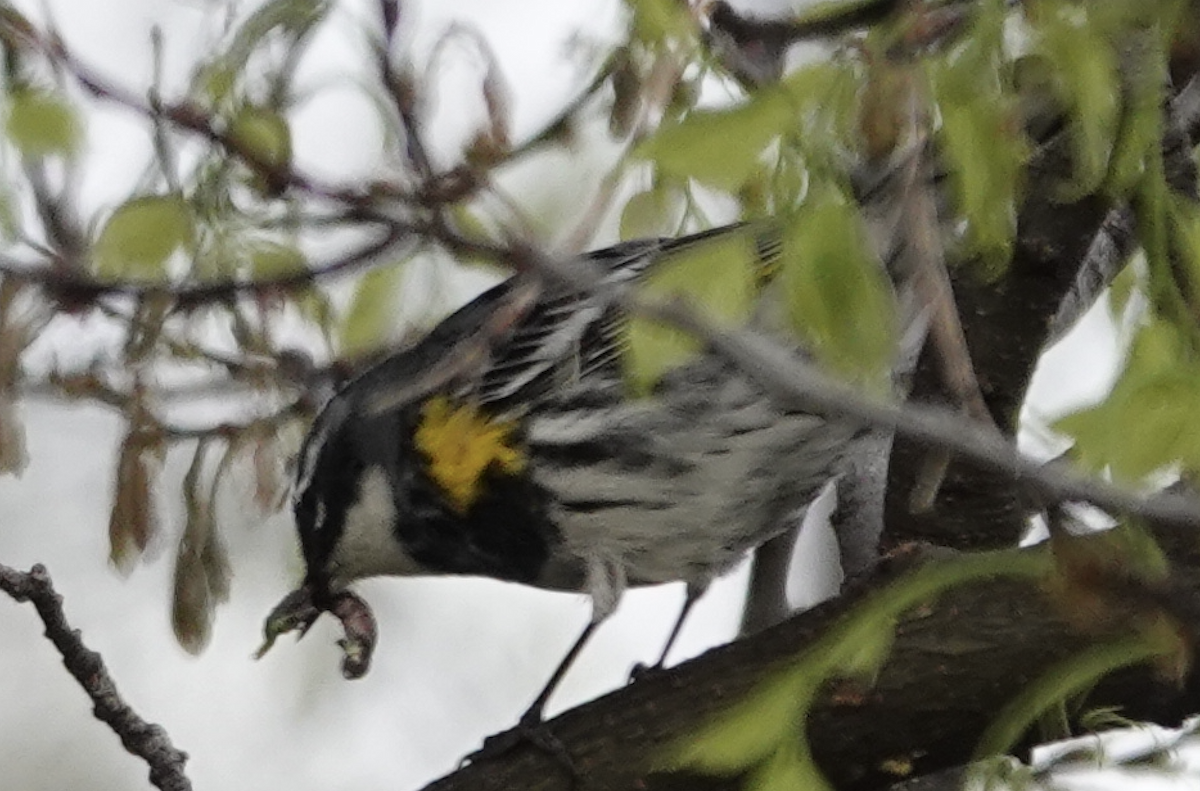 Yellow-rumped Warbler - art reisman