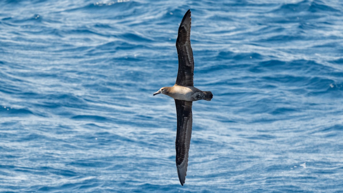 Black-footed Albatross - Steve McInnis
