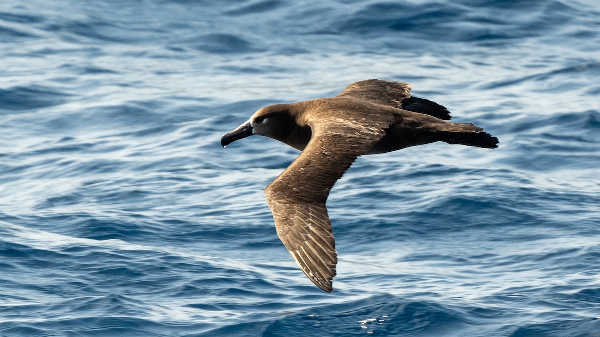 Black-footed Albatross - ML618024214