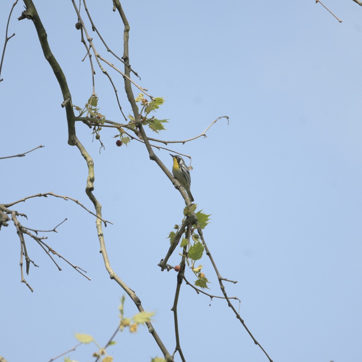 Yellow-throated Warbler - ML618024224
