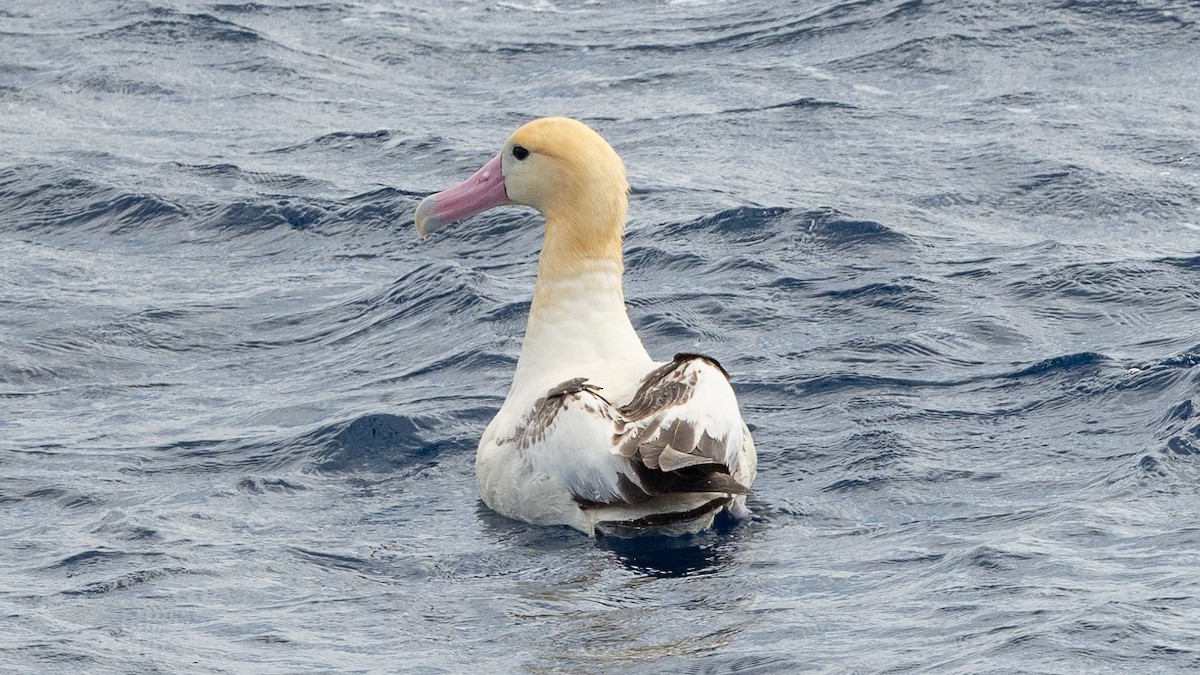 Short-tailed Albatross - ML618024226