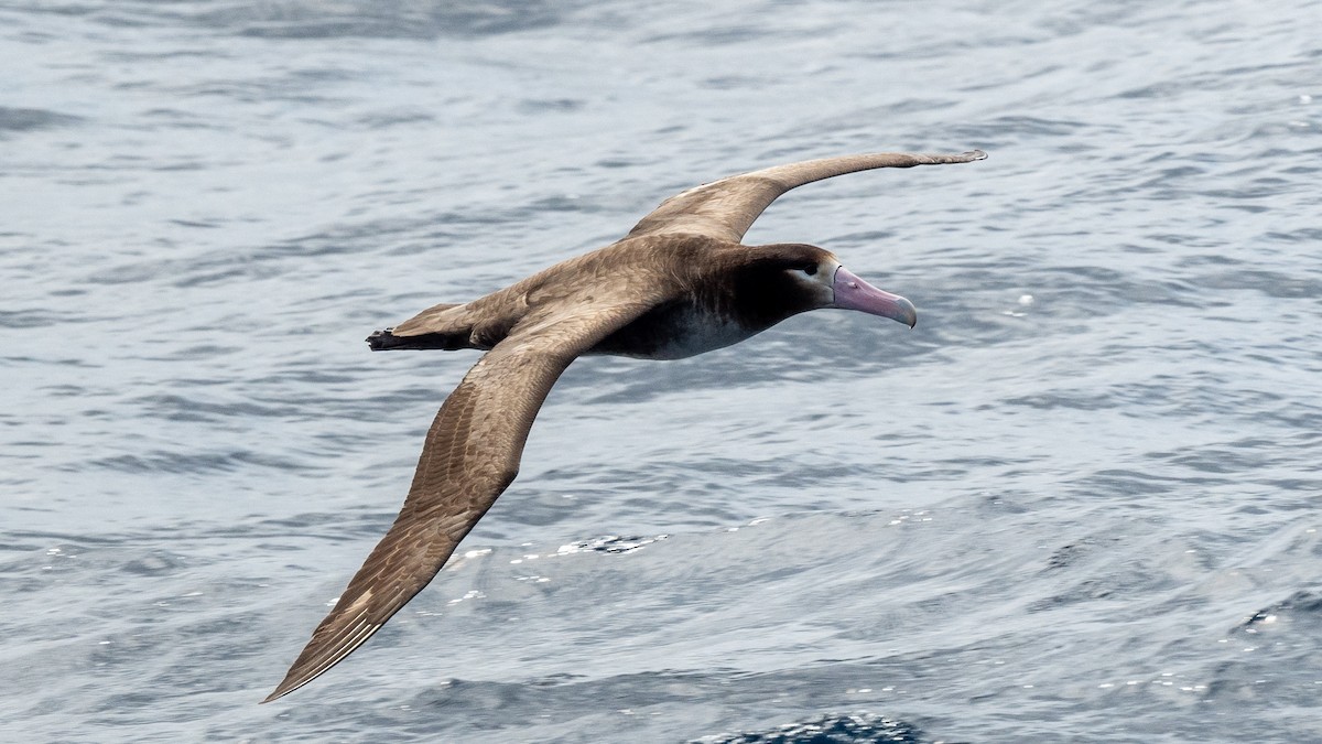 Short-tailed Albatross - Steve McInnis