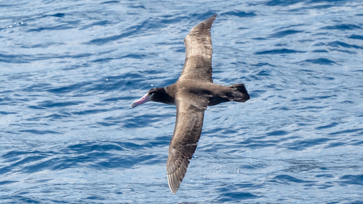 Short-tailed Albatross - ML618024228