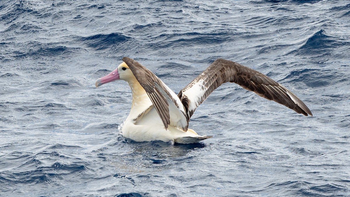 Short-tailed Albatross - ML618024229