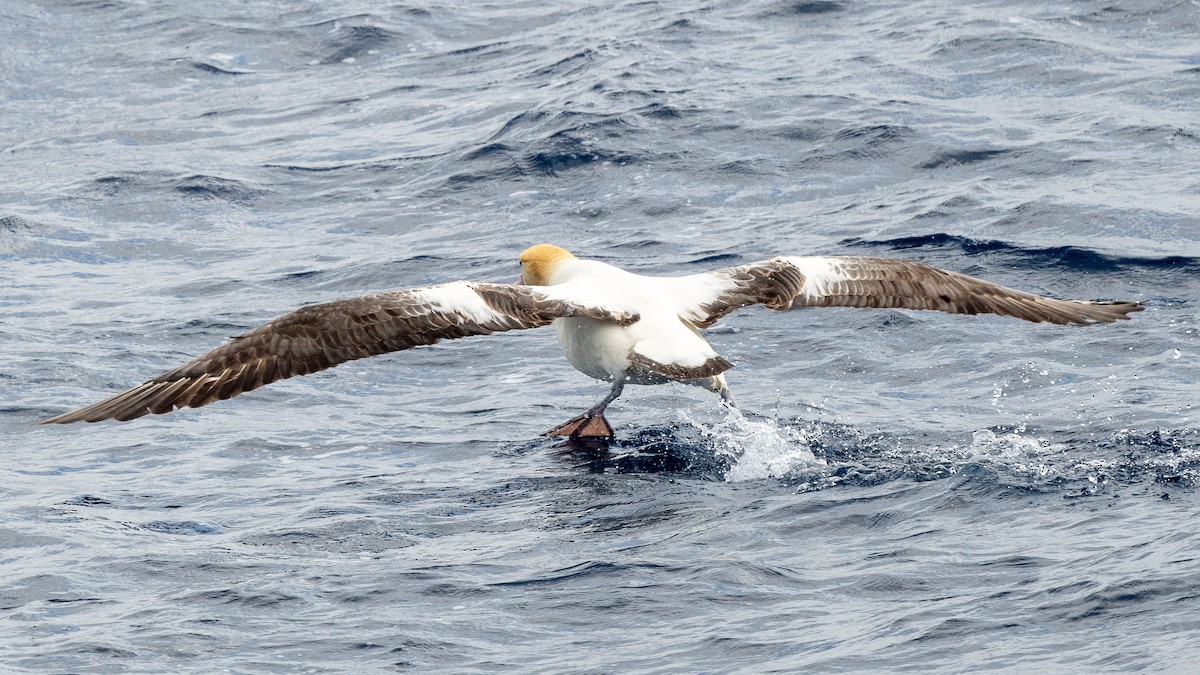 Short-tailed Albatross - ML618024230