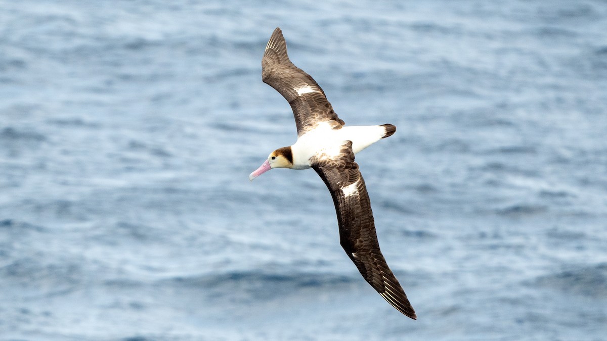 Short-tailed Albatross - ML618024233
