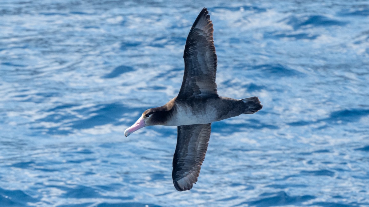 Short-tailed Albatross - ML618024235