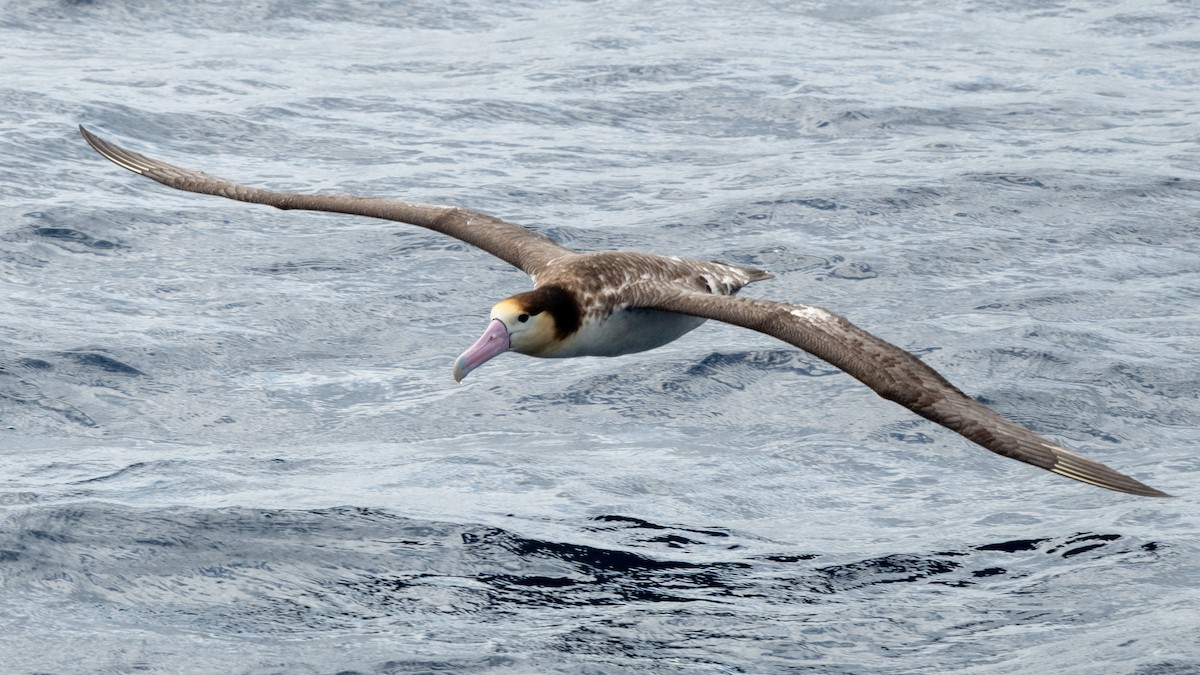 Short-tailed Albatross - ML618024236