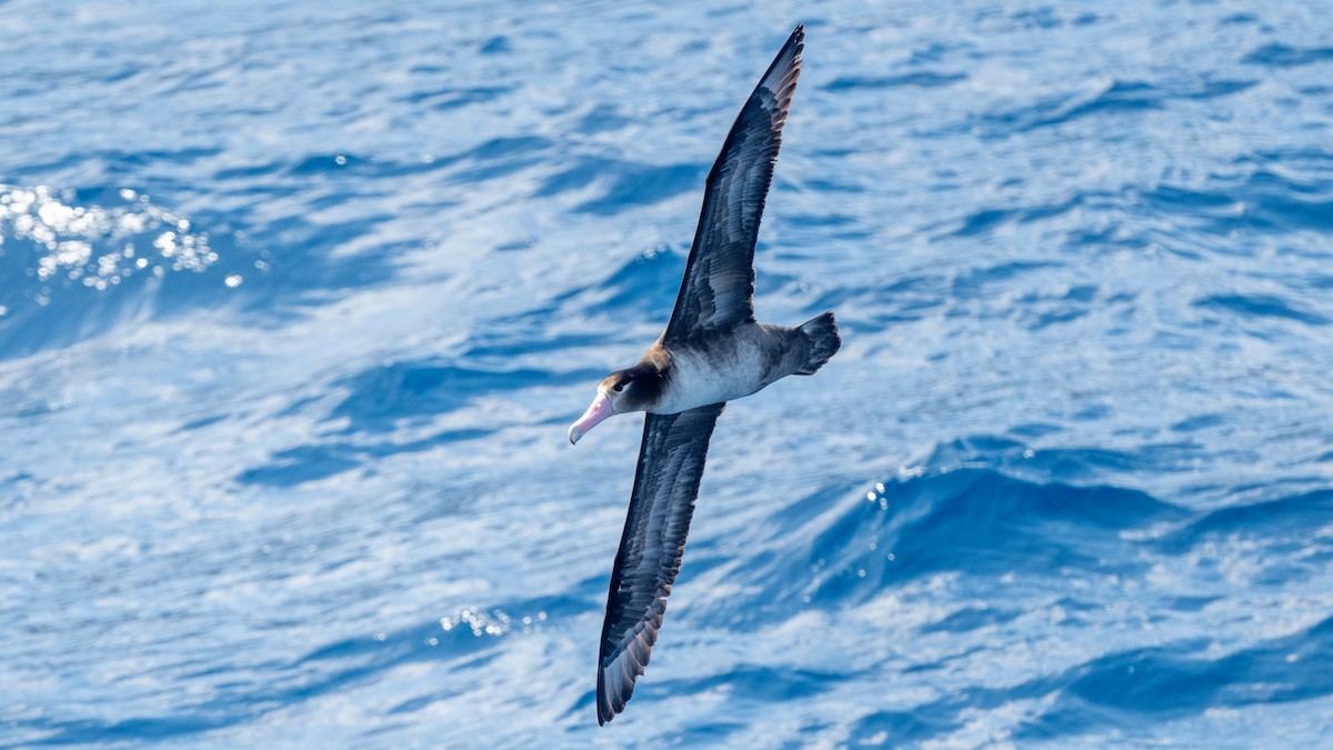 Short-tailed Albatross - Steve McInnis