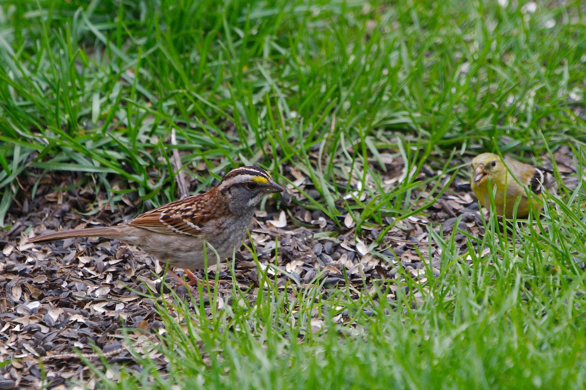 White-throated Sparrow - Rick Beaudon