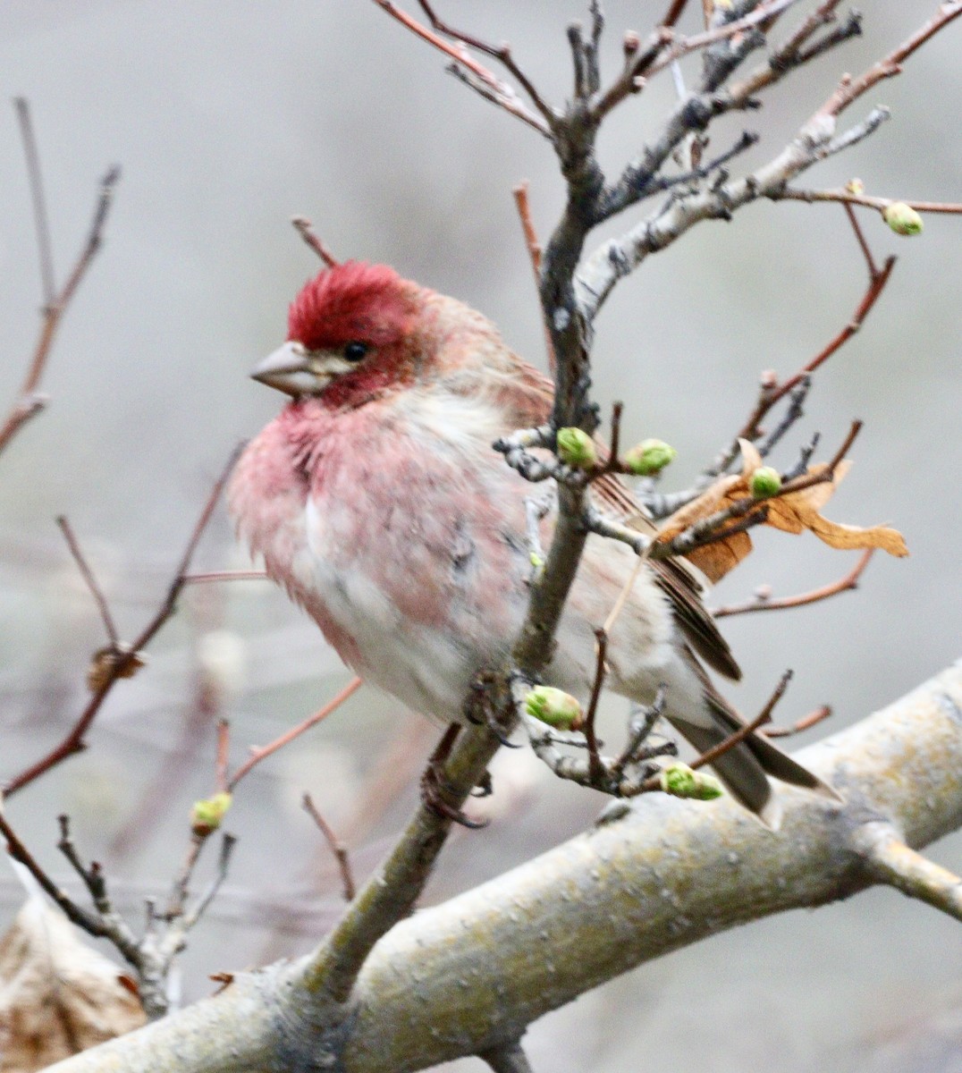 House Finch - Jay & Judy Anderson