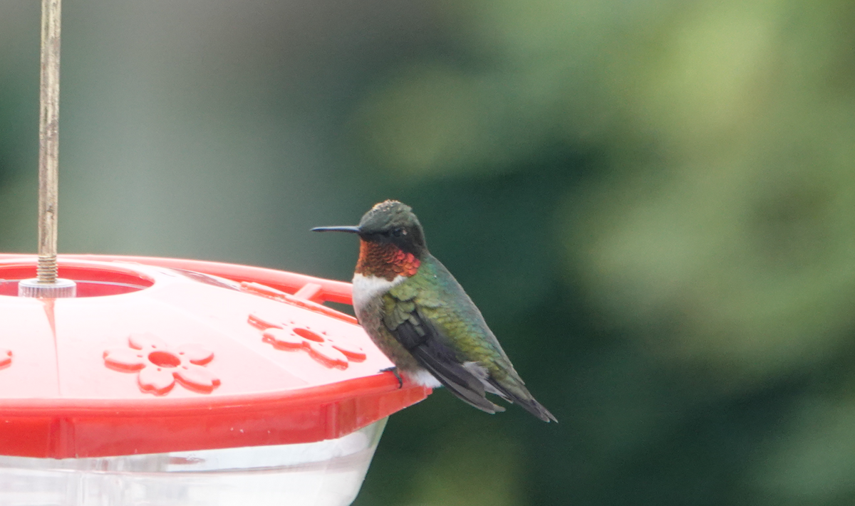 Ruby-throated Hummingbird - ML618024267