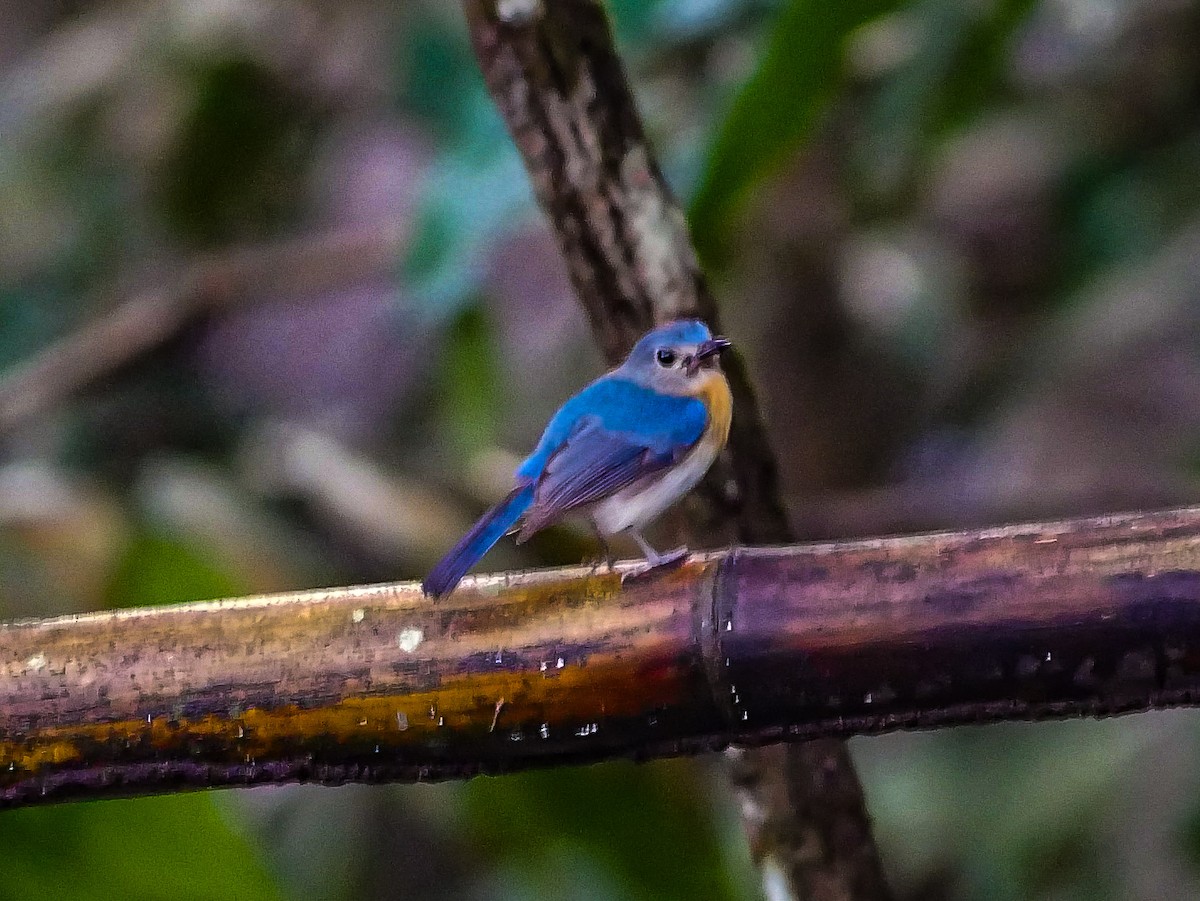 Indochinese Blue Flycatcher - Ming T