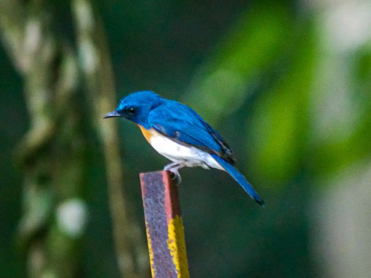 Indochinese Blue Flycatcher - ML618024281