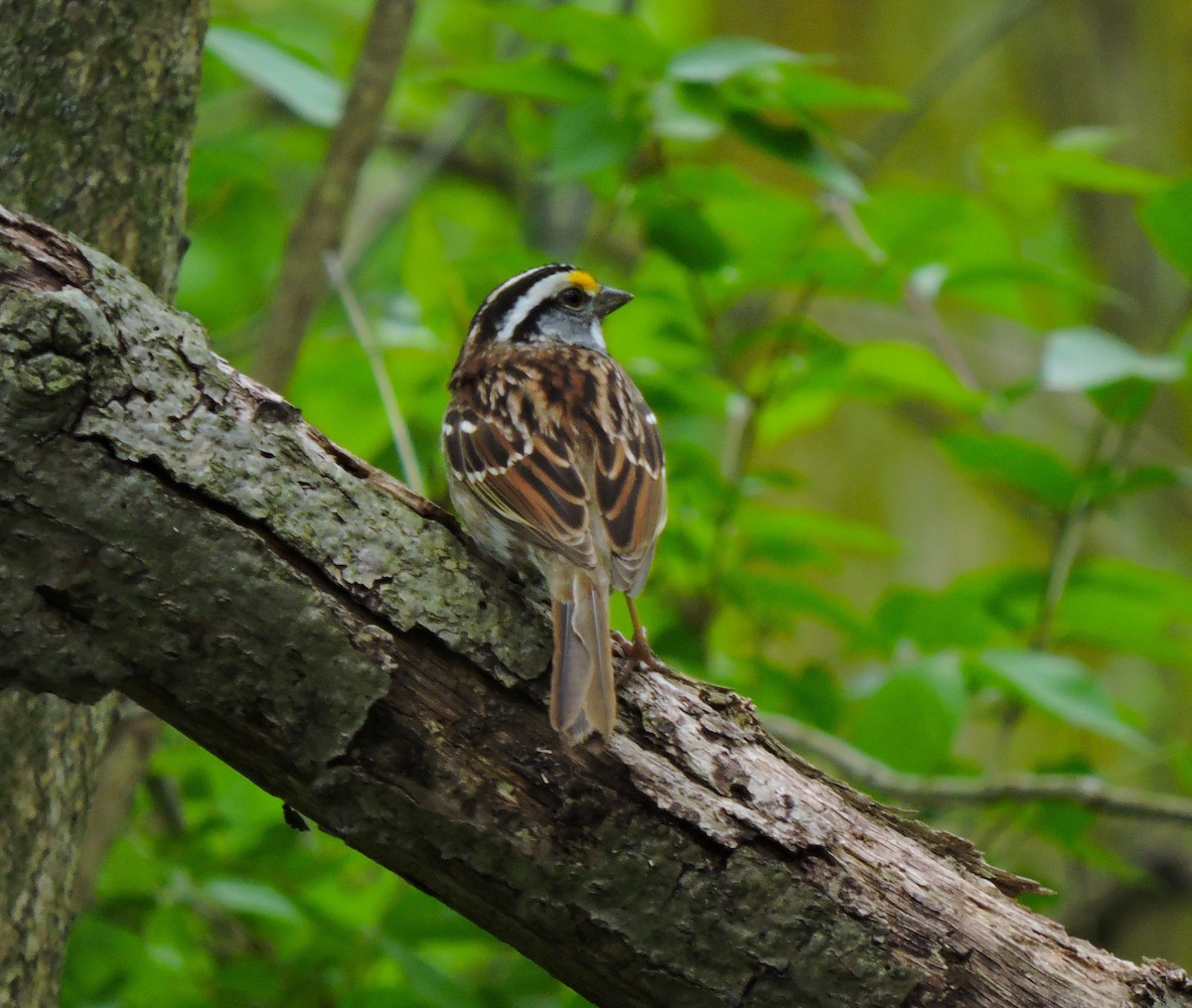 White-throated Sparrow - ML618024283