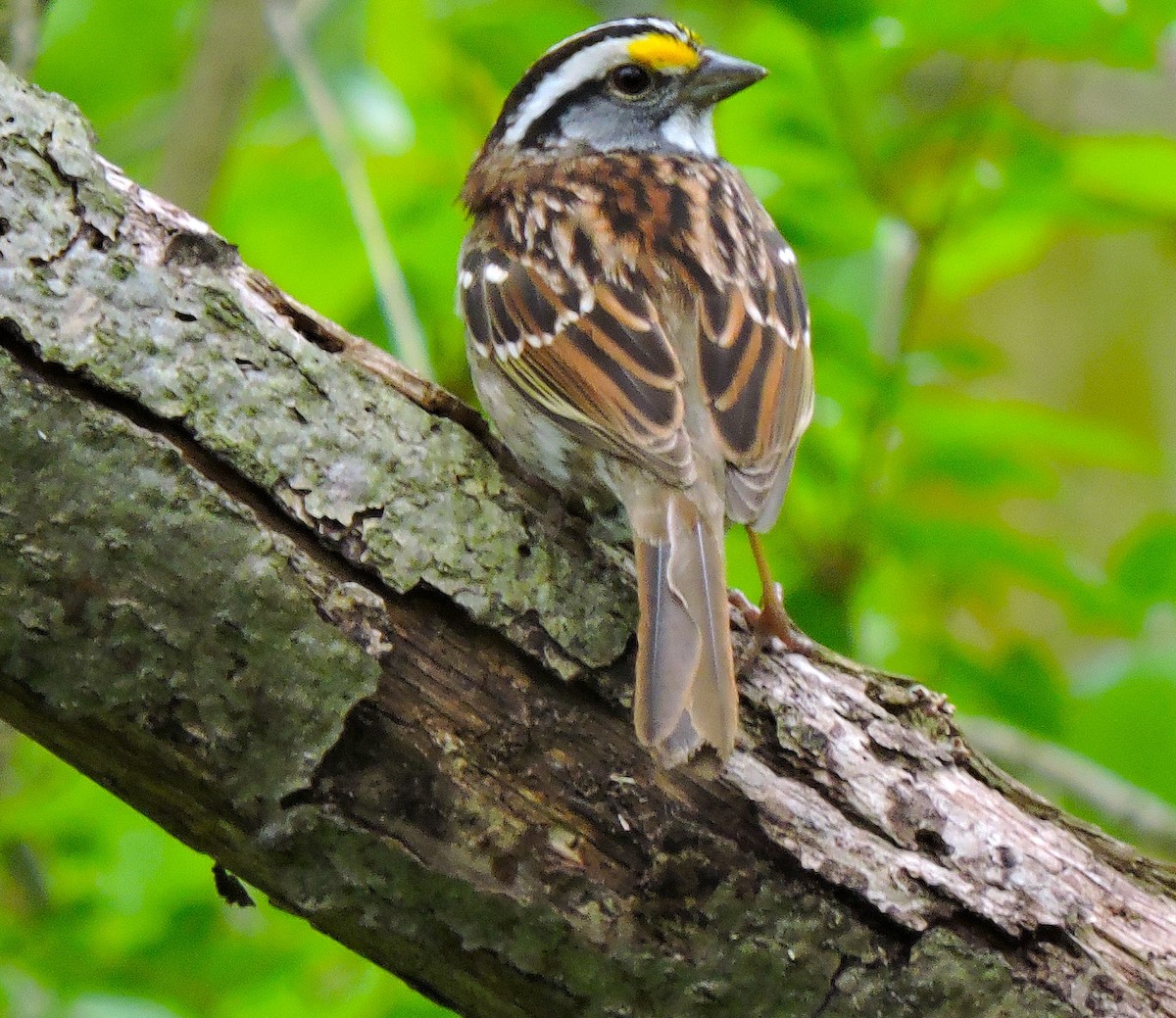 White-throated Sparrow - ML618024286