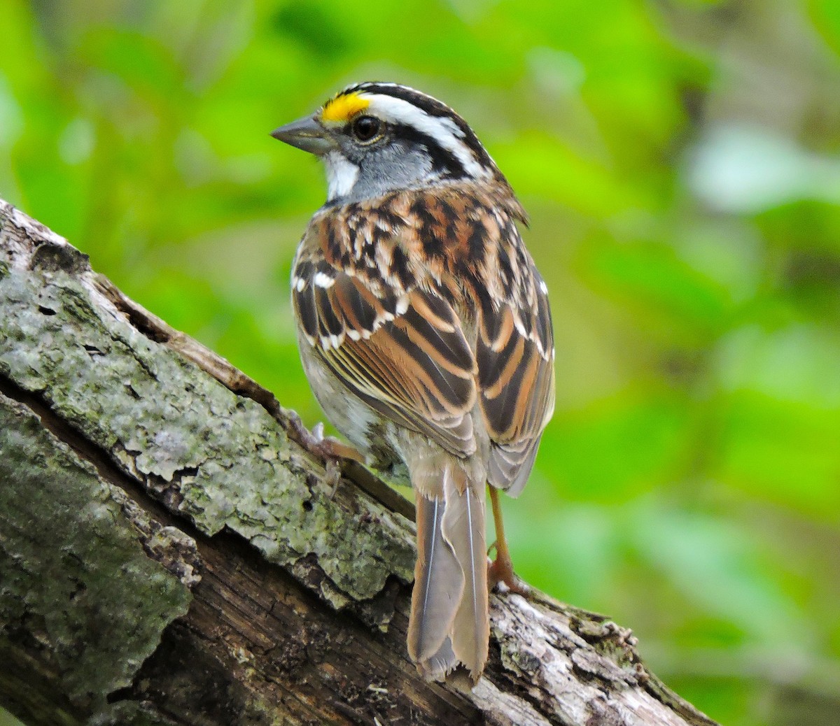 White-throated Sparrow - ML618024287