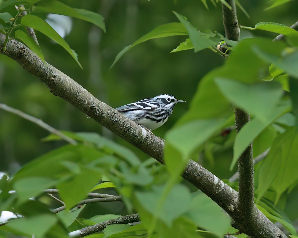 Black-and-white Warbler - ML618024289