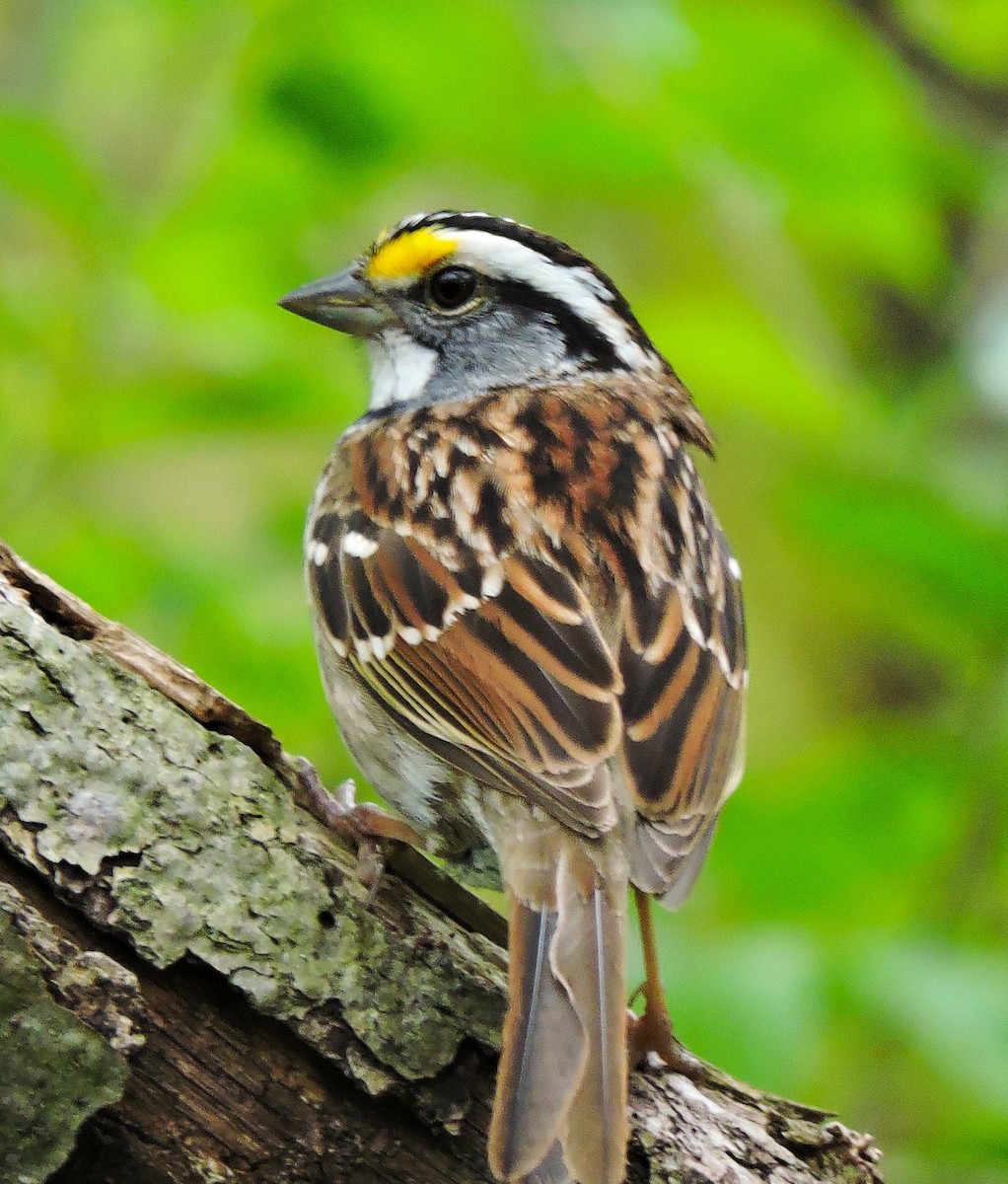 White-throated Sparrow - ML618024290