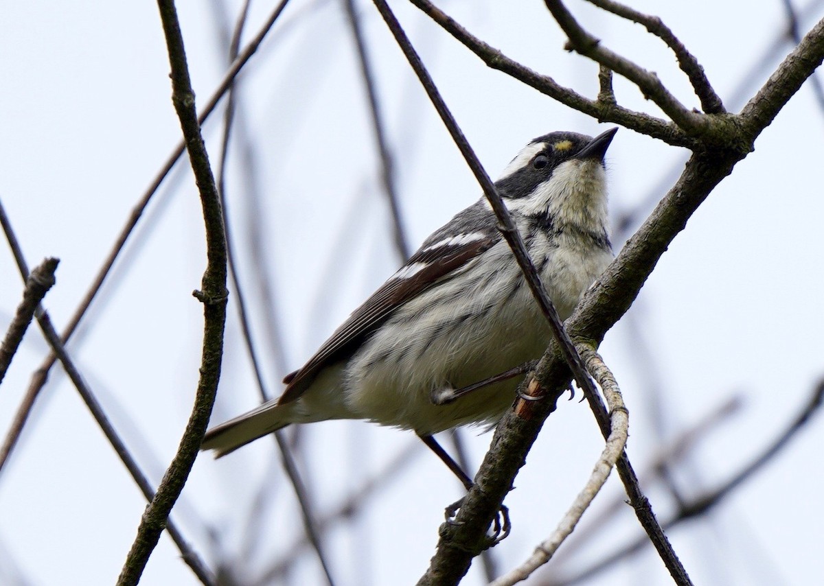 Black-throated Gray Warbler - ML618024295