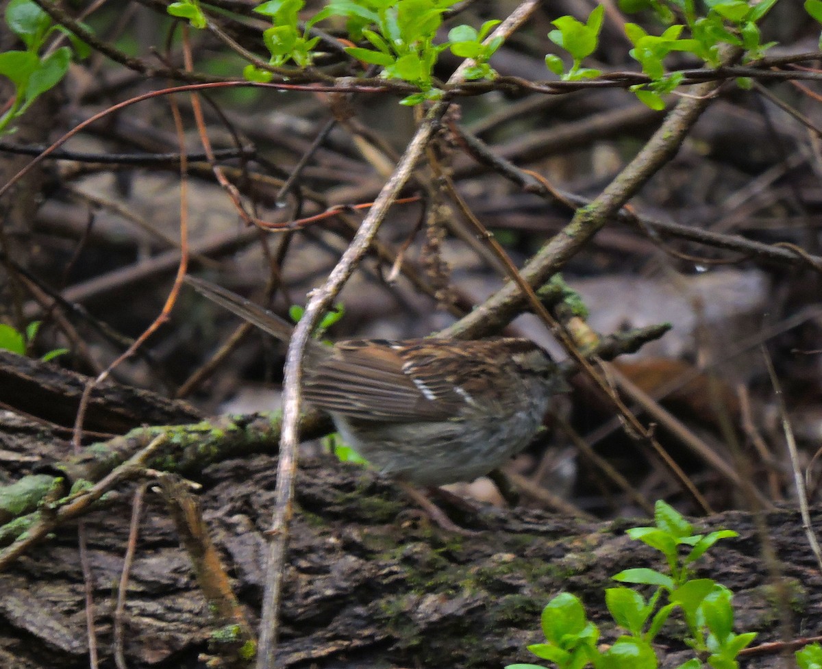 White-throated Sparrow - ML618024306