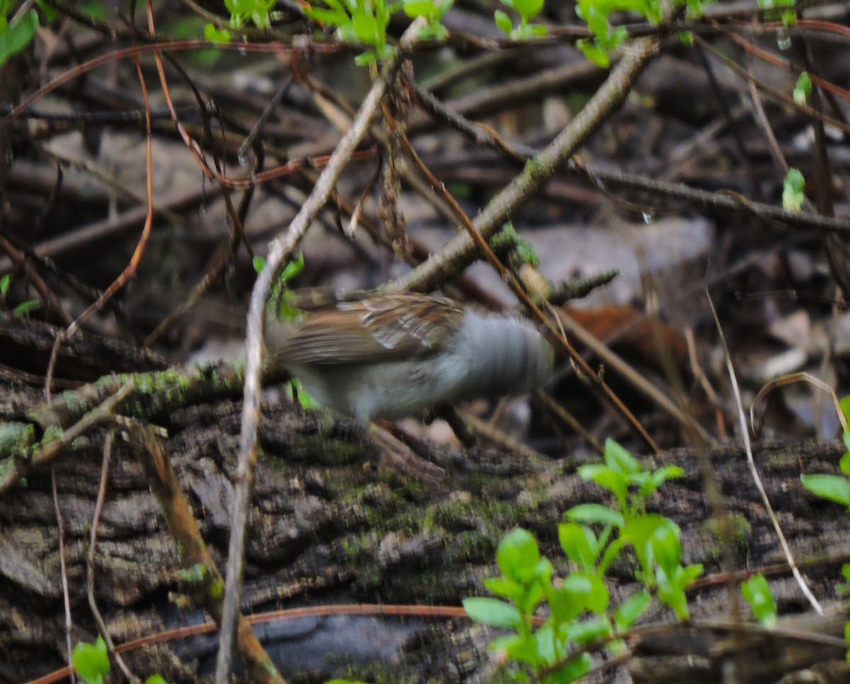 White-throated Sparrow - ML618024309