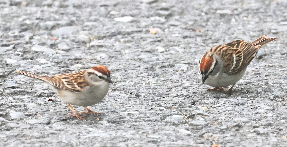 Chipping Sparrow - ML618024320