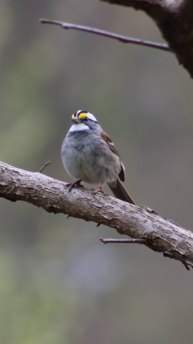 White-throated Sparrow - Bro Co.