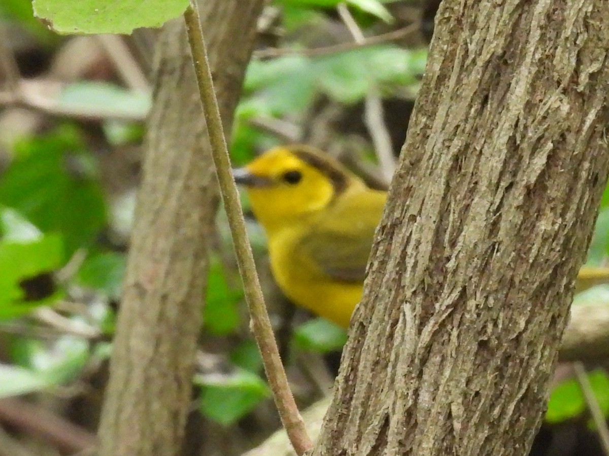 Hooded Warbler - Mary Richards