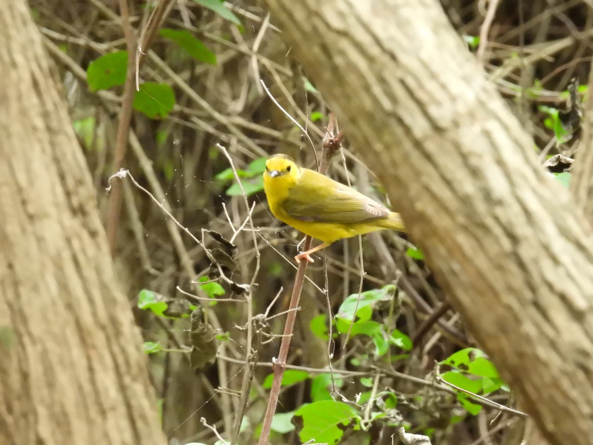 Hooded Warbler - Mary Richards
