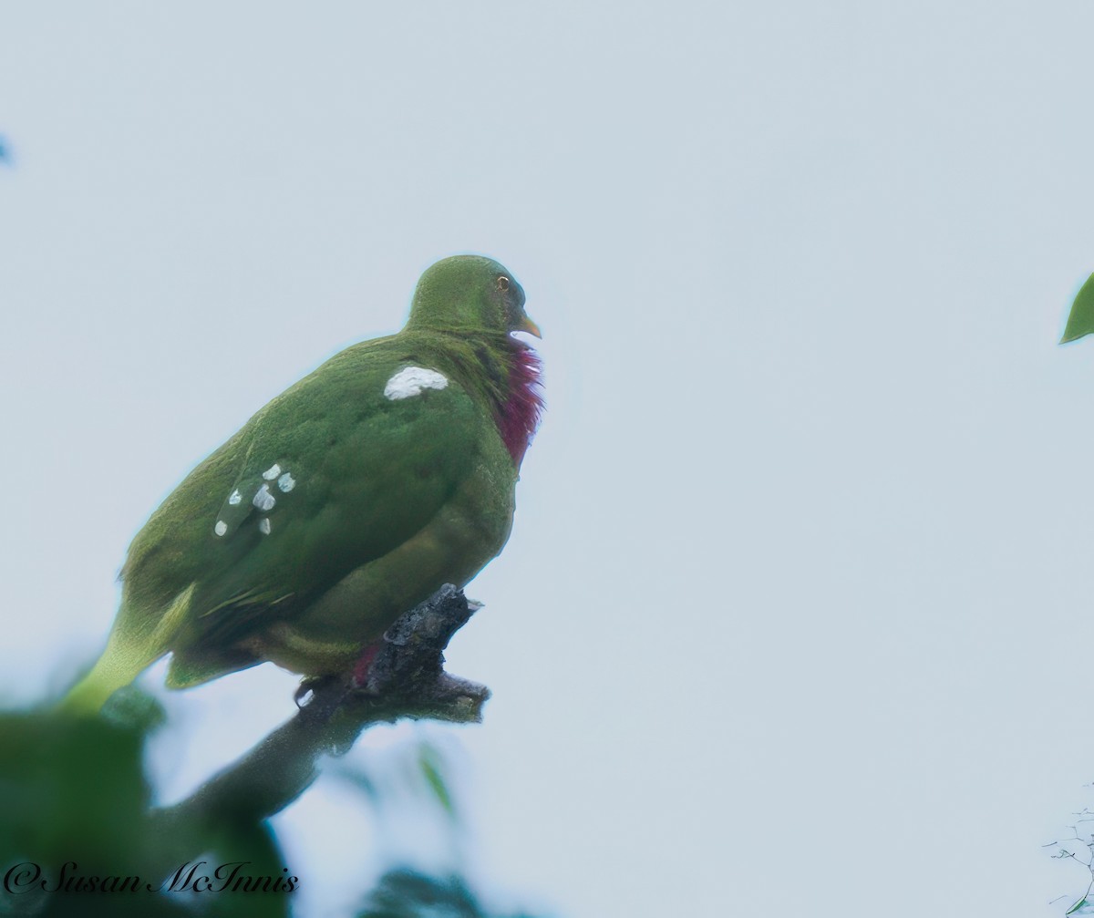 Claret-breasted Fruit-Dove - ML618024343