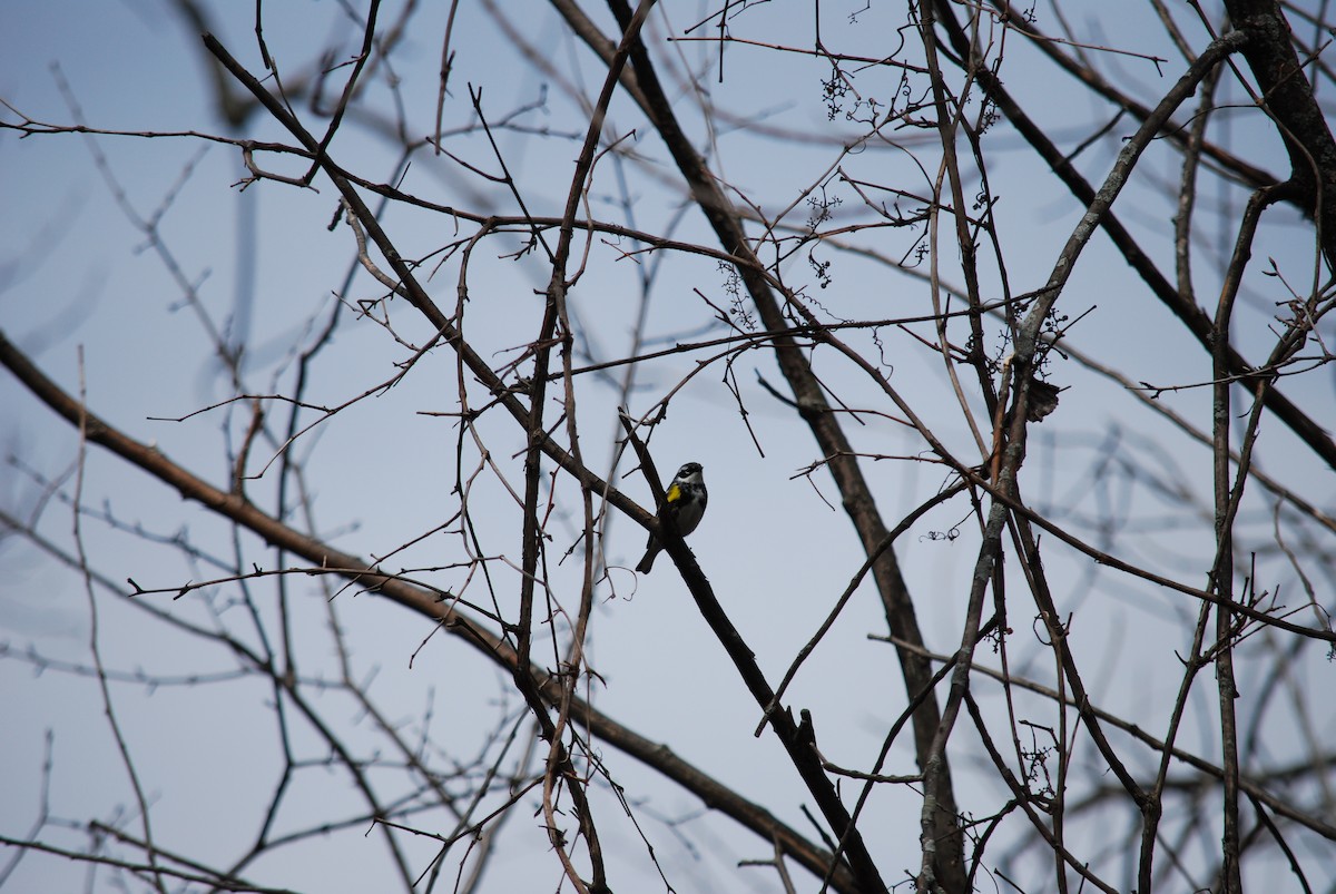 Yellow-rumped Warbler - Émile Tousignant