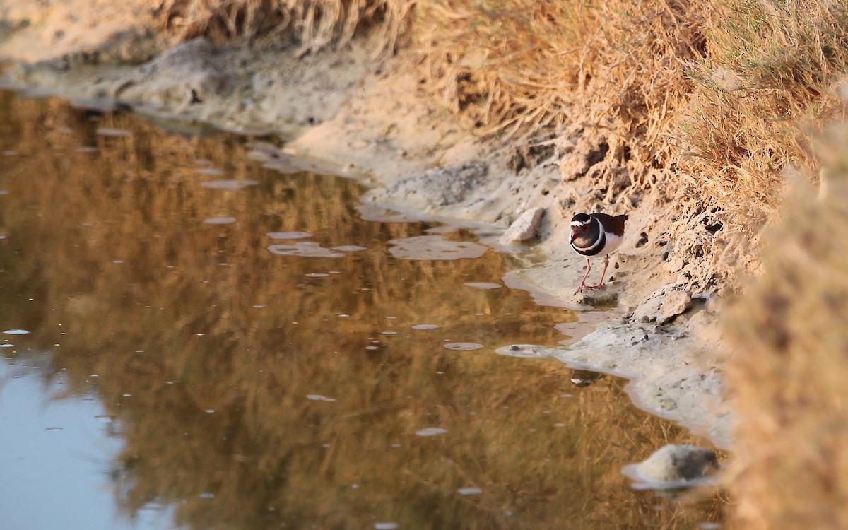 Three-banded Plover (Madagascar) - ML618024374