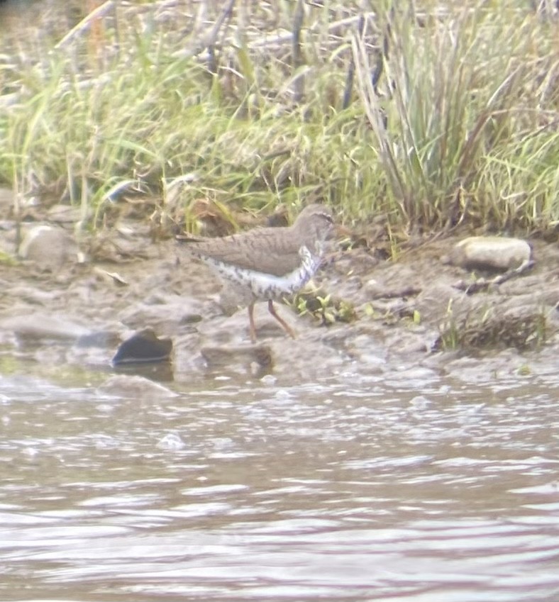 Spotted Sandpiper - Colby Merrill