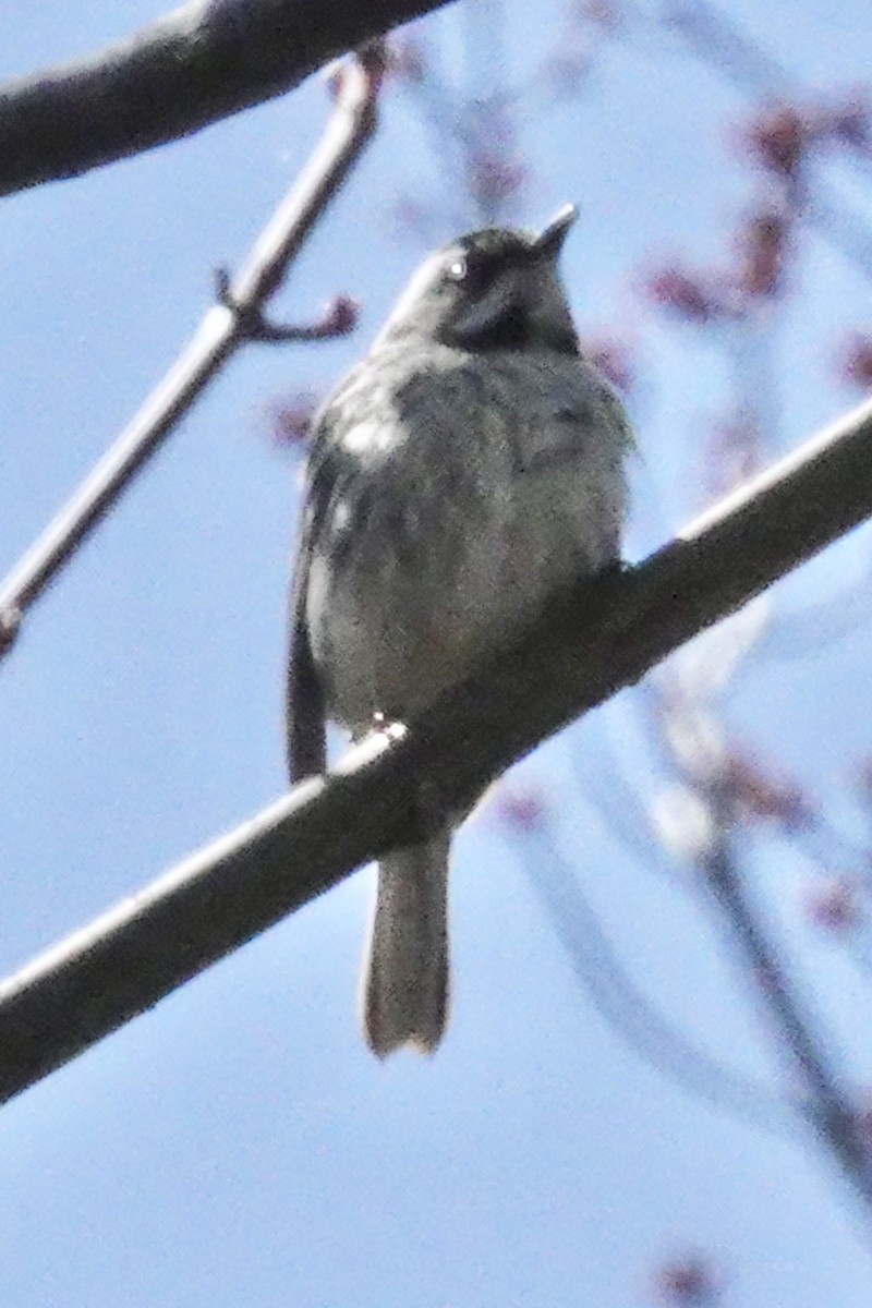 Black-throated Gray Warbler - ML618024396