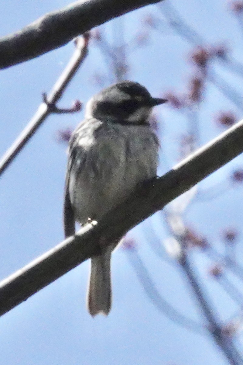 Black-throated Gray Warbler - ML618024398