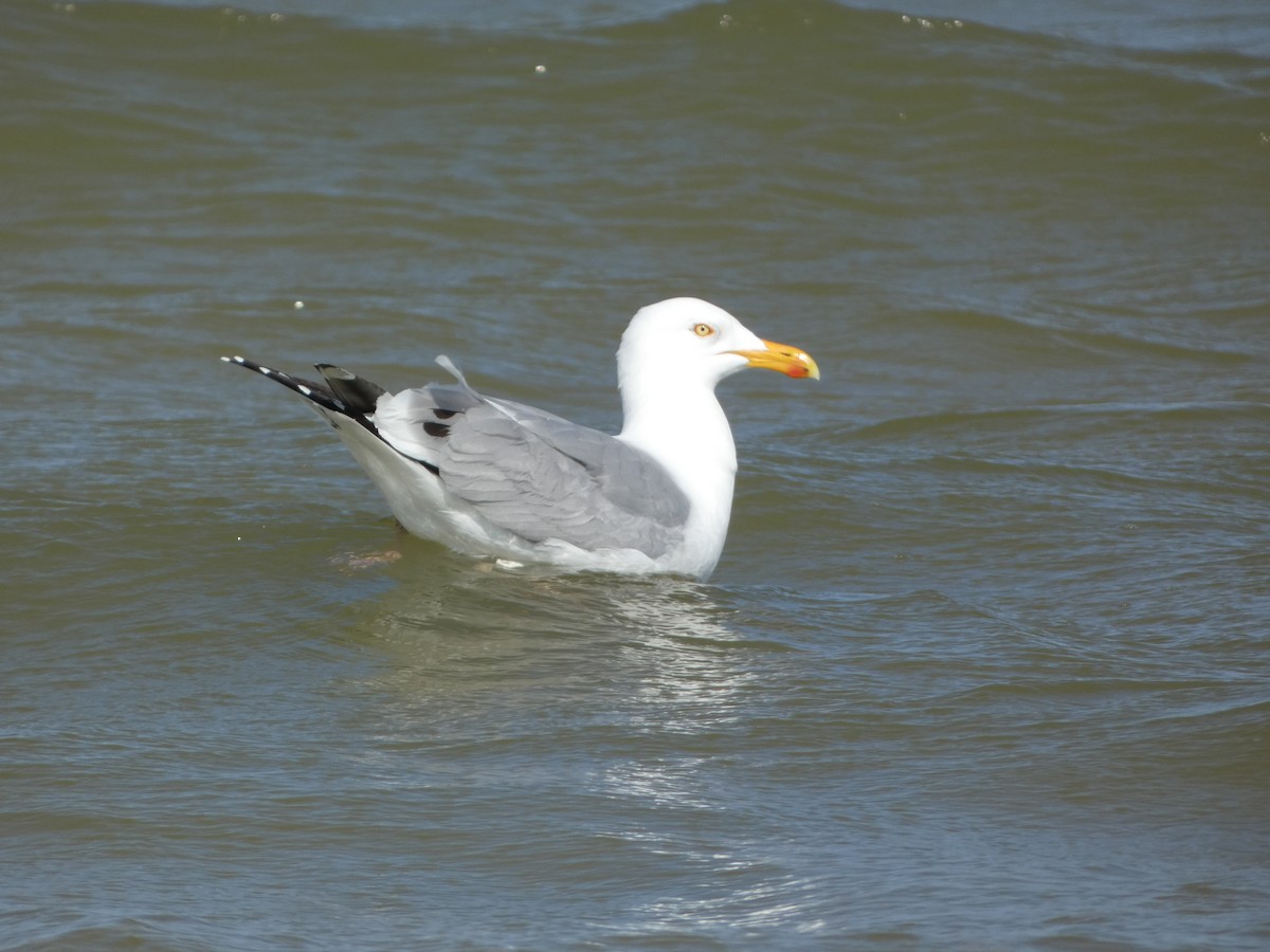 Herring Gull (American) - Peter Wynnyk