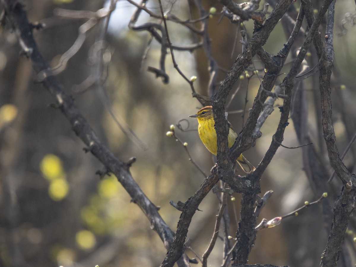 Palm Warbler (Yellow) - James Lukenda