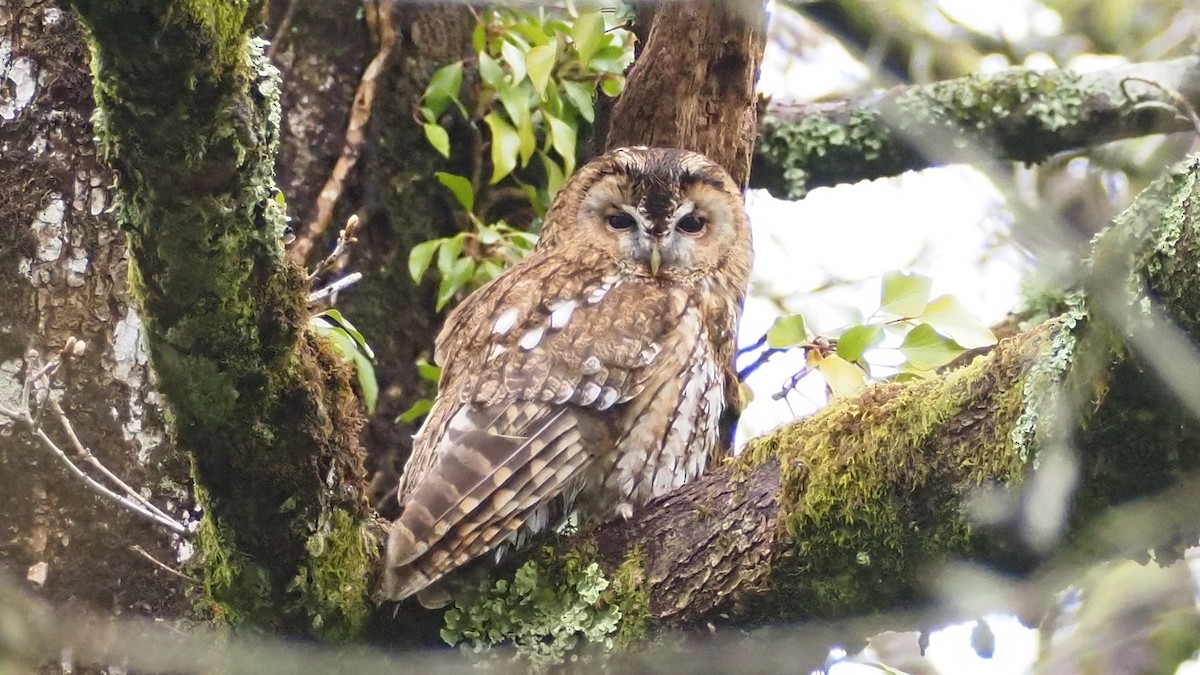 Tawny Owl - ML618024438
