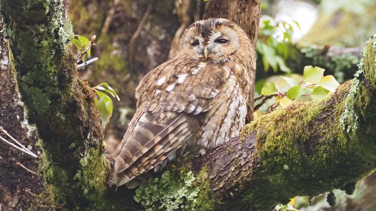 Tawny Owl - ML618024439